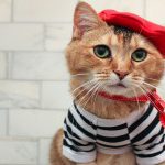 اصطلاحات «گربهای» در زبان فرانسه