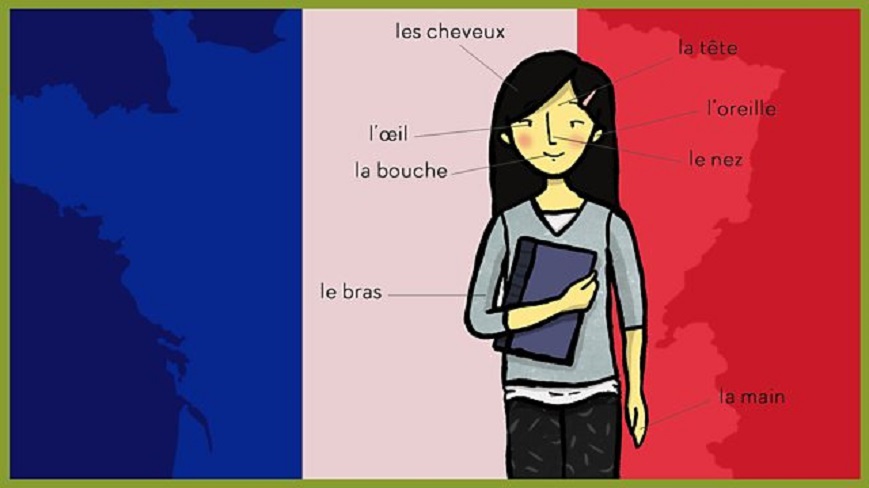 راهنمای جامع اعضای بدن به زبان فرانسه