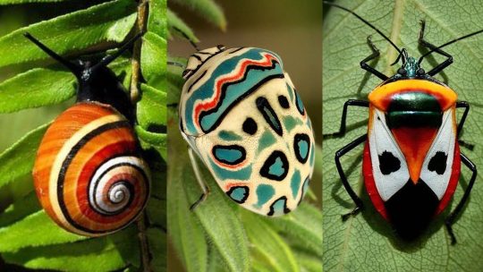 نام انواع حشرات به زبان انگلیسی